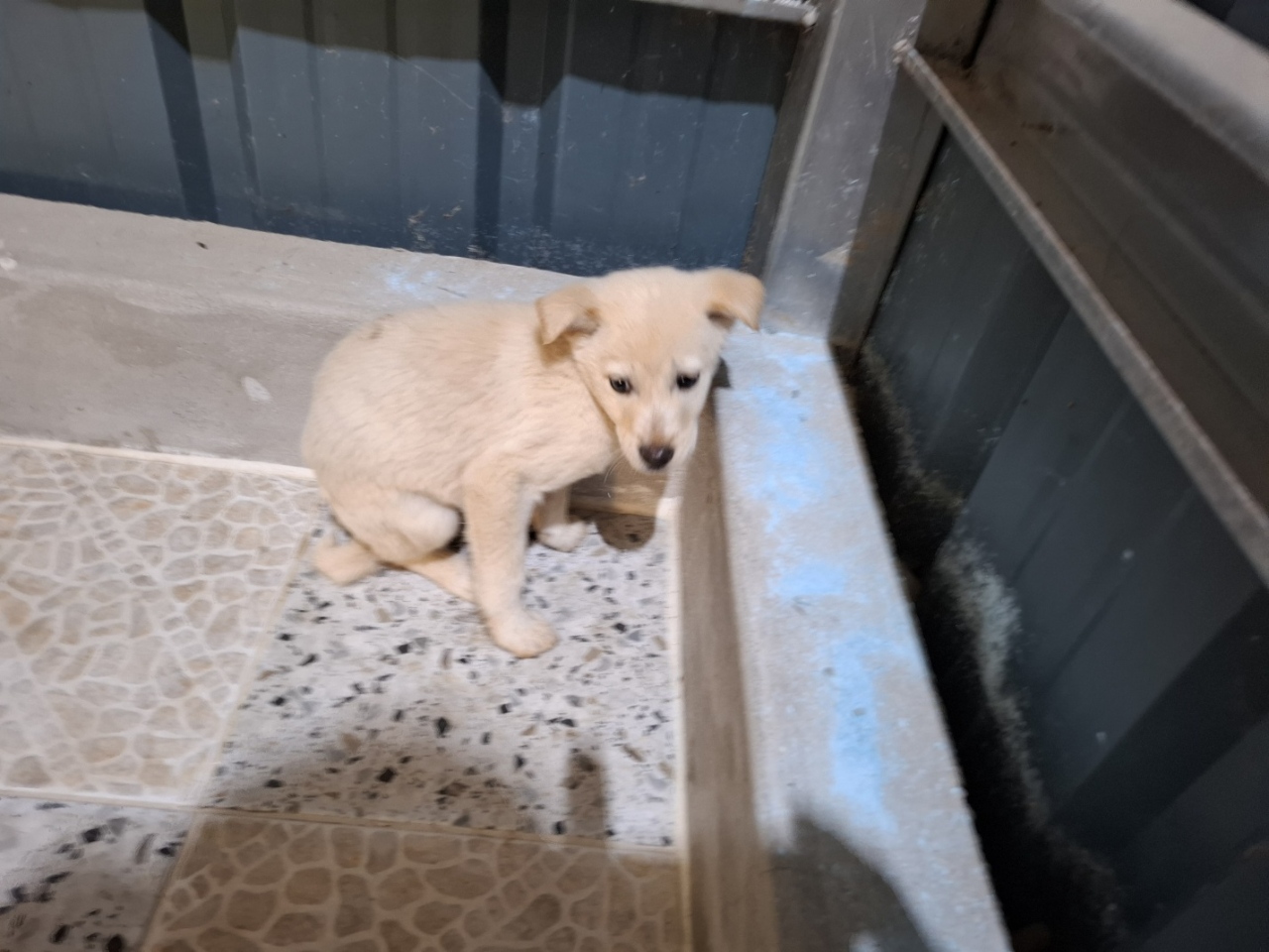 고흥군임시보호센터_446488202500141